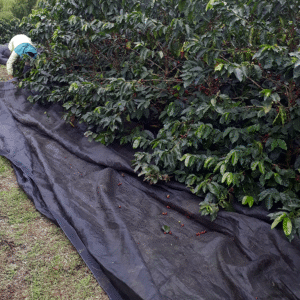 Lona para Cosecha de Café